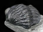 Curled Eldredgeops Trilobite With Nice Eyes - New York #35148-2